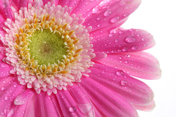 Abstract of colorful pink gerbera flower