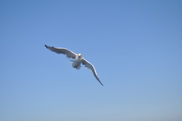 The beautiful bird European herring gull (Larus argentatus) in the natural environment