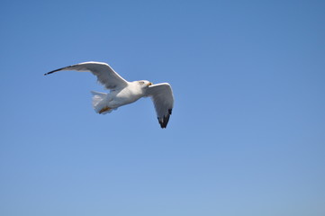 Obraz premium The beautiful bird European herring gull (Larus argentatus) in the natural environment