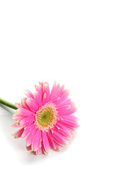 Pink and dew gerbera flower