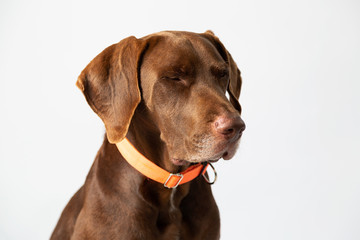 Brown dog with eyes closed- weimaraner looking down concentrated