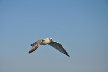 The beautiful bird European herring gull (Larus argentatus) in the natural environment