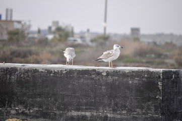 The beautiful bird European herring gull (Larus argentatus) in the natural environment