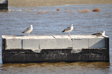 The beautiful bird European herring gull (Larus argentatus) in the natural environment