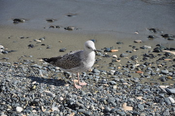 The beautiful bird European herring gull (Larus argentatus) in the natural environment