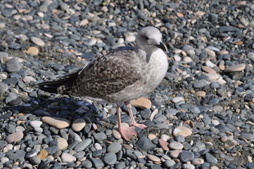 The beautiful bird European herring gull (Larus argentatus) in the natural environment