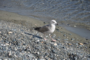 The beautiful bird European herring gull (Larus argentatus) in the natural environment