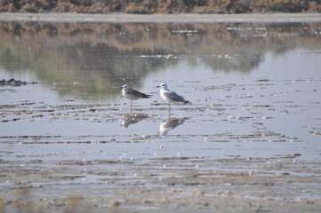 The beautiful bird European herring gull (Larus argentatus) in the natural environment