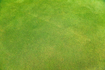 Green grass background