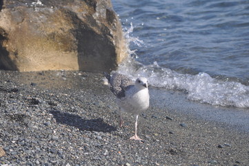 The beautiful bird European herring gull (Larus argentatus) in the natural environment