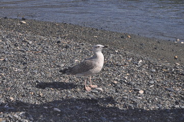 The beautiful bird European herring gull (Larus argentatus) in the natural environment