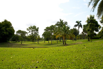 Green golf field