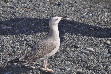 The beautiful bird European herring gull (Larus argentatus) in the natural environment