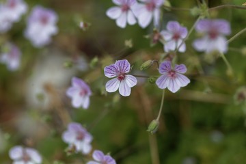 Flower of the storksbill Erodium foetidum