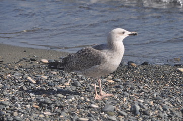 The beautiful bird European herring gull (Larus argentatus) in the natural environment
