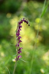 Rotbraune Stendelwurz