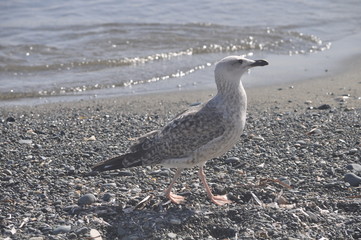 The beautiful bird European herring gull (Larus argentatus) in the natural environment