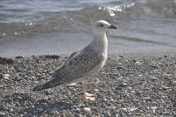 The beautiful bird European herring gull (Larus argentatus) in the natural environment