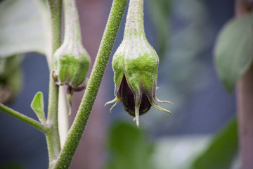 aubergine