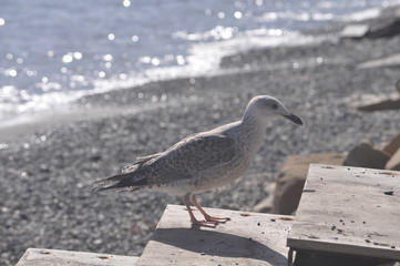 The beautiful bird European herring gull (Larus argentatus) in the natural environment