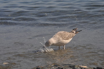 The beautiful bird European herring gull (Larus argentatus) in the natural environment