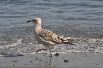 The beautiful bird European herring gull (Larus argentatus) in the natural environment