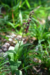 Rotbraune Stendelwurz