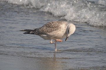 The beautiful bird European herring gull (Larus argentatus) in the natural environment