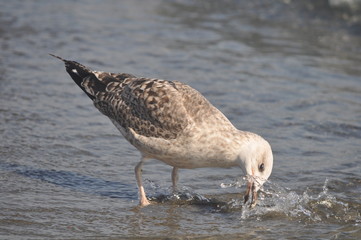 The beautiful bird European herring gull (Larus argentatus) in the natural environment