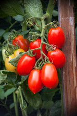 red tomatoes