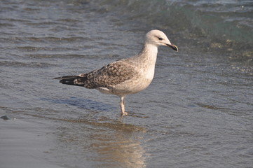 The beautiful bird European herring gull (Larus argentatus) in the natural environment