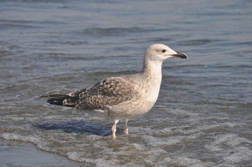 The beautiful bird European herring gull (Larus argentatus) in the natural environment