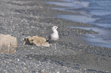 The beautiful bird European herring gull (Larus argentatus) in the natural environment