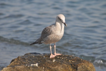 The beautiful bird European herring gull (Larus argentatus) in the natural environment