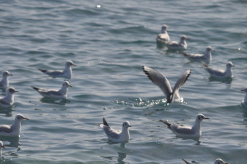 The beautiful bird European herring gull (Larus argentatus) in the natural environment