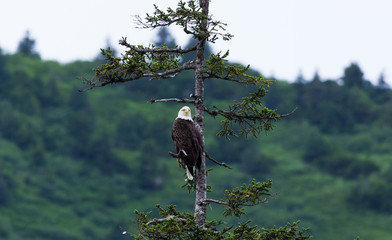 Bald Eagle Roosting
