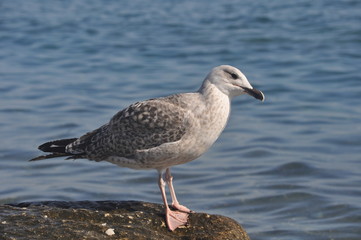 The beautiful bird European herring gull (Larus argentatus) in the natural environment