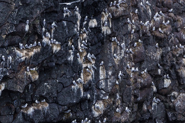 Sea Gulls on a Cliff