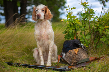 Portrait of a hunting dog with a trophy on the hunt. English setter lying on the grass. Nearby lies a hunting rifle and a trophy - grouse.