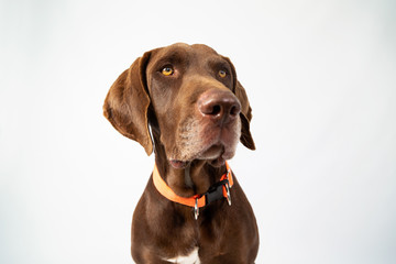 Adorable portrait of weimar with low angle shot- funny dog
