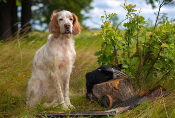 Portrait of a hunting dog with a trophy on the hunt. English setter lying on the grass. Nearby lies...