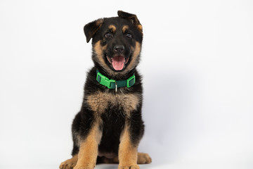 Cute German Shepherd puppy smiling sitting with flipped ears- puppy on white background