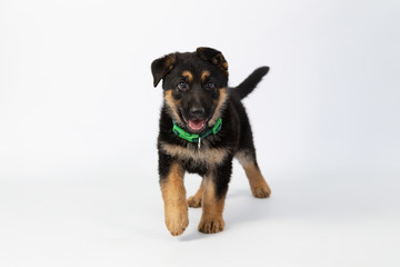 Funny German shepherd puppy walking with tongue sticking out in studio with white background