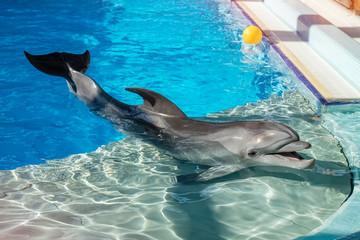 Trained dolphin in the aquarium, dolphinariums. show with dolphins. the trainer works with a trained dolphin in the pool. Copy space
