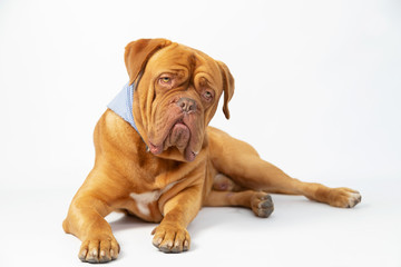 Dogue de Bordeaux with curious and funny expression in studio with white background- curious dog full body
