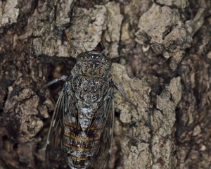 Cretan Cicada (Cicada cretensis), Crete