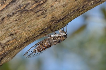 Cretan Cicada (Cicada cretensis), Crete