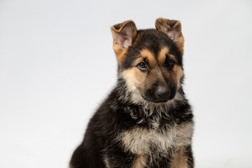 Portrait of tender German shepherd puppy with ears stopped listening- puppy on white background