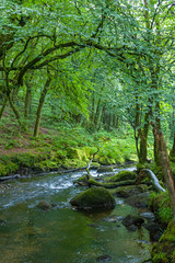 River Fowey and the Golitha Falls