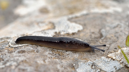 Deroceras lasithionense is an endemic air-breathing land slug of Crete and Karpathos island